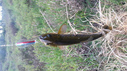 Tasmanian Devil Rainbow Trout