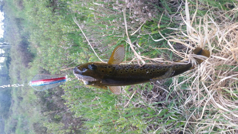 Tasmanian Devil Rainbow Trout - Fiskenerden.no